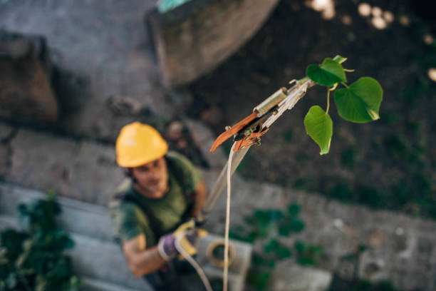 How Our Tree Care Process Works  in  Halesite, NY