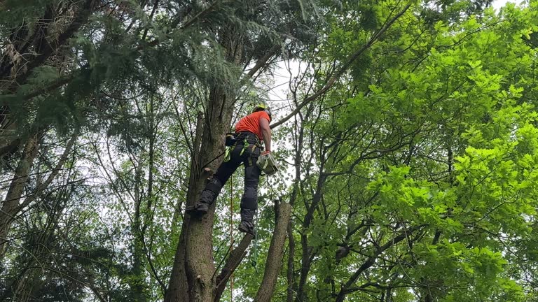 Best Stump Grinding and Removal  in Halesite, NY